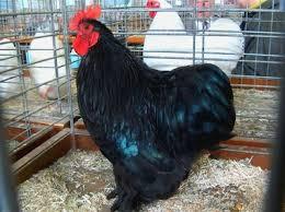 Exposition Avicole Waldighoffen 