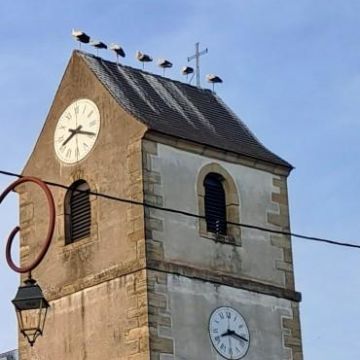 CIGOGNES
